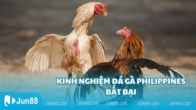 Kinh nghiệm chơi đá gà Philippines bất bại