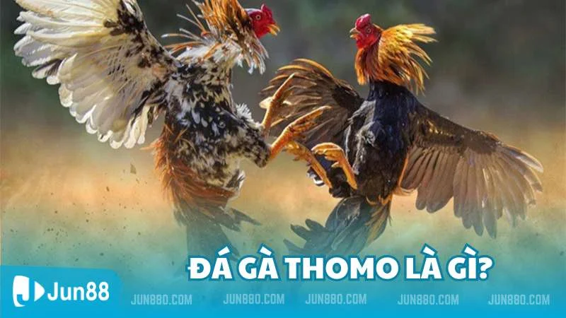 Tìm hiểu về đá gà Thomo